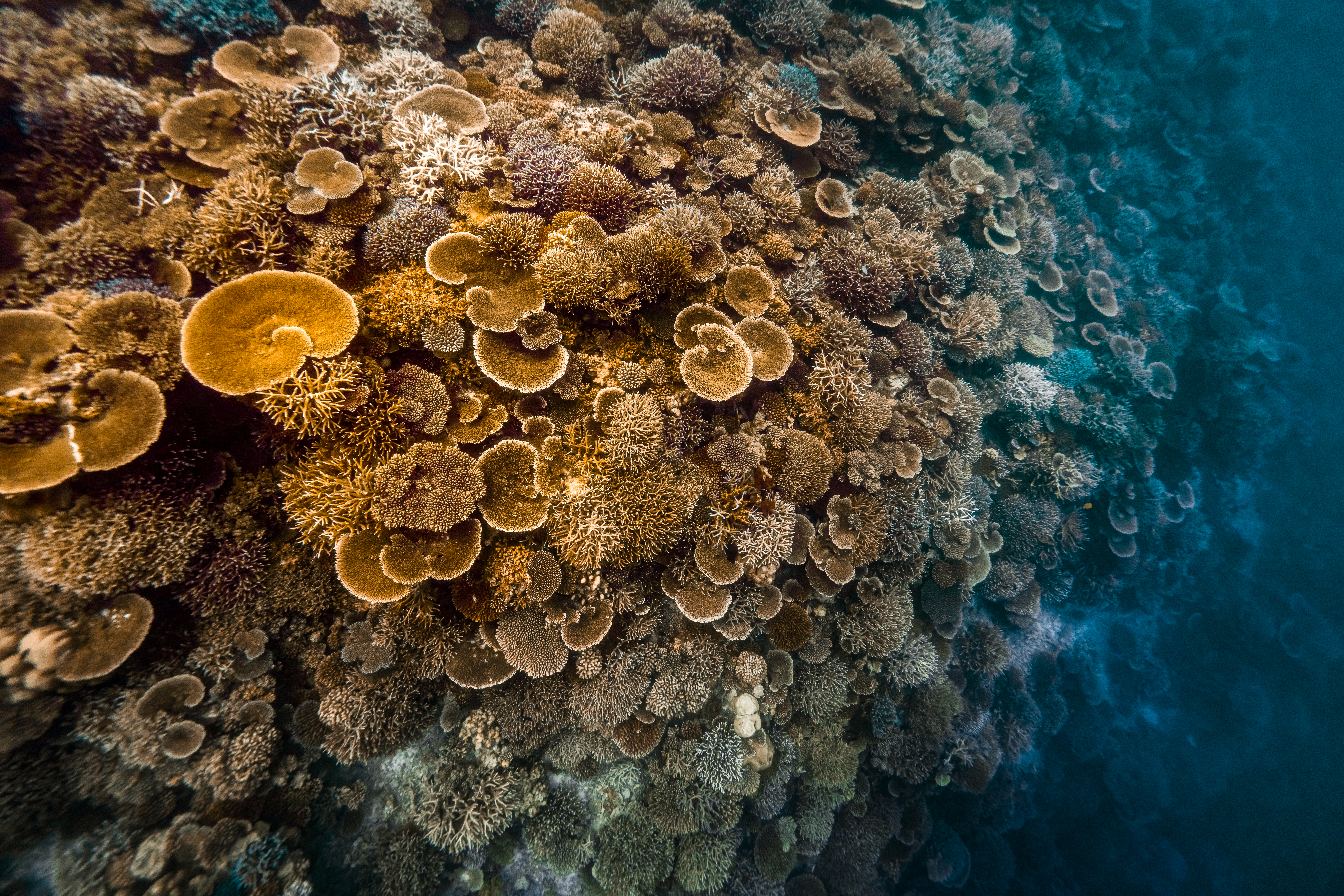 CORAL EXPEDITION